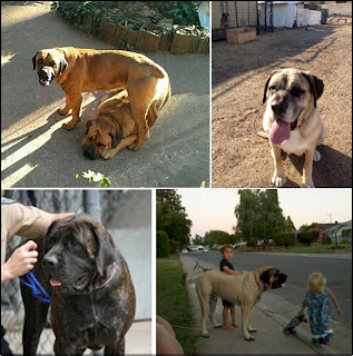 Cane Corso Mastiff Rescue Dogs