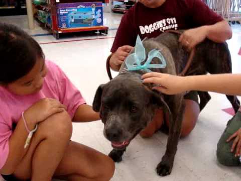 Cane Corso Mastiff Rescue Dogs