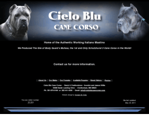 Cane Corso Mastiff Rescue Florida