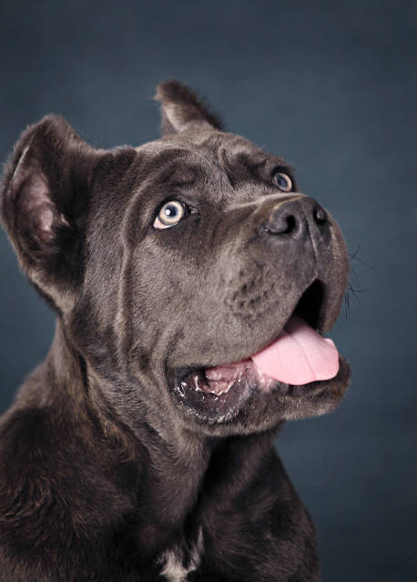 Cane Corso Puppies For Sale In Vancouver Bc