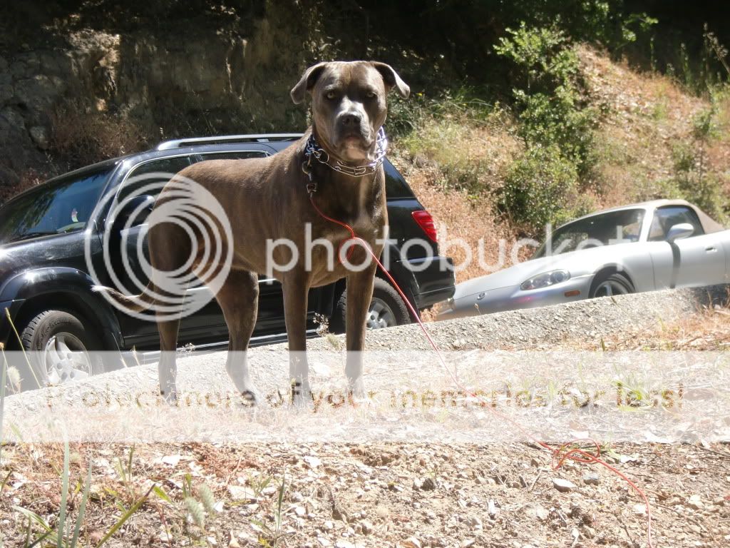 Cane Corso Vs Pitbull Video