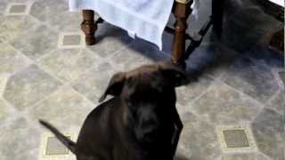 Cane Corso Vs Pitbull Video