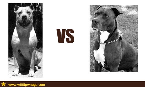 Cane Corso Vs Pitbull Video