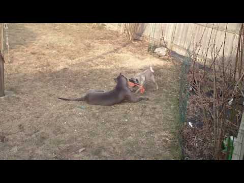 Cane Corso Vs Pitbull Video