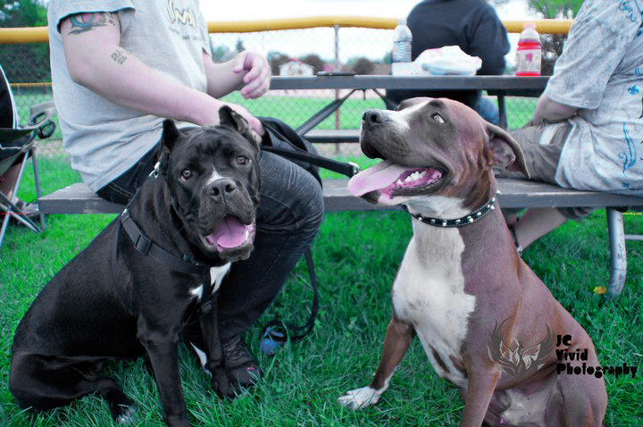 Cane Corso Vs Pitbull Video