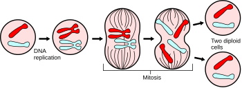 Cell Division Cycle