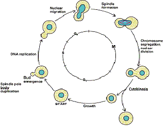 Cell Division Cycle