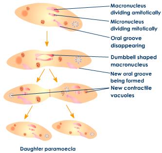 Cell Division In Plants And Animals Differences