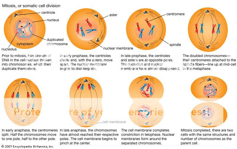 Cell Division Mitosis And Cytokinesis