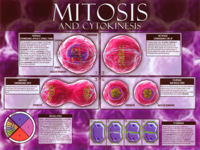 Cell Division Mitosis And Cytokinesis