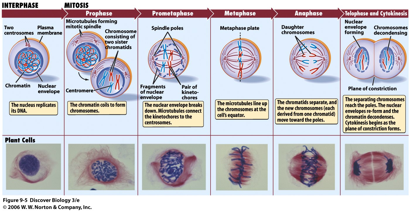 Cell Division Mitosis And Cytokinesis