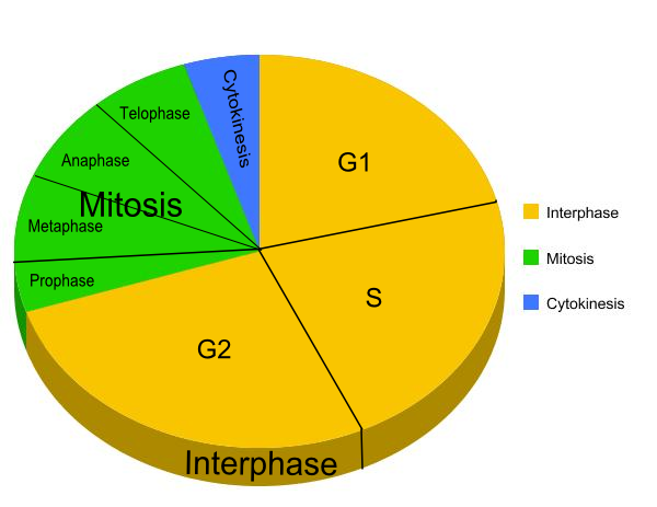 Cell Division Mitosis And Cytokinesis