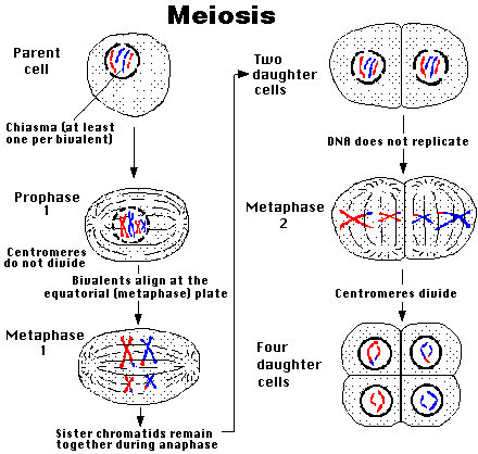 Cell Division Mitosis And Meiosis