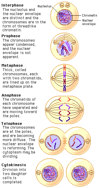 Cell Division Mitosis And Meiosis