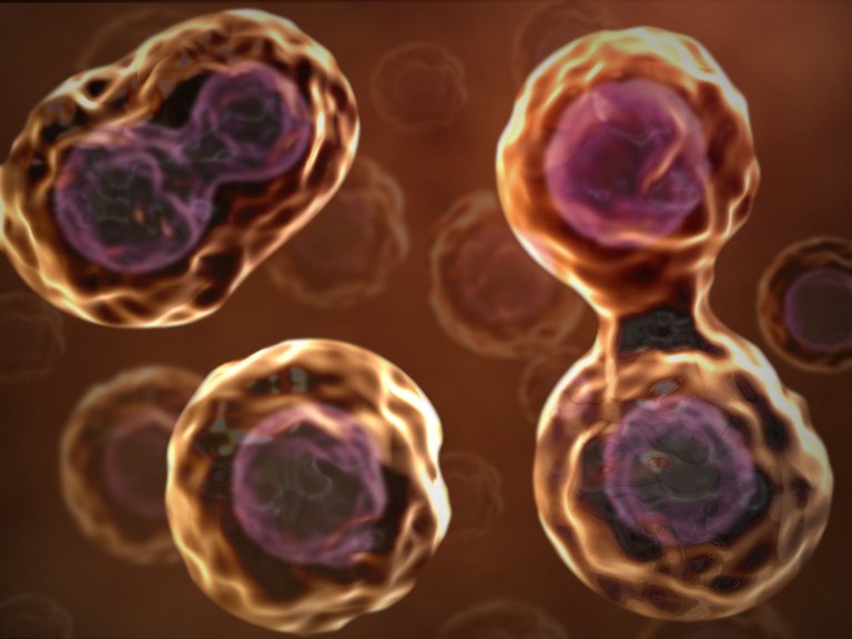 Cell Division Mitosis And Meiosis