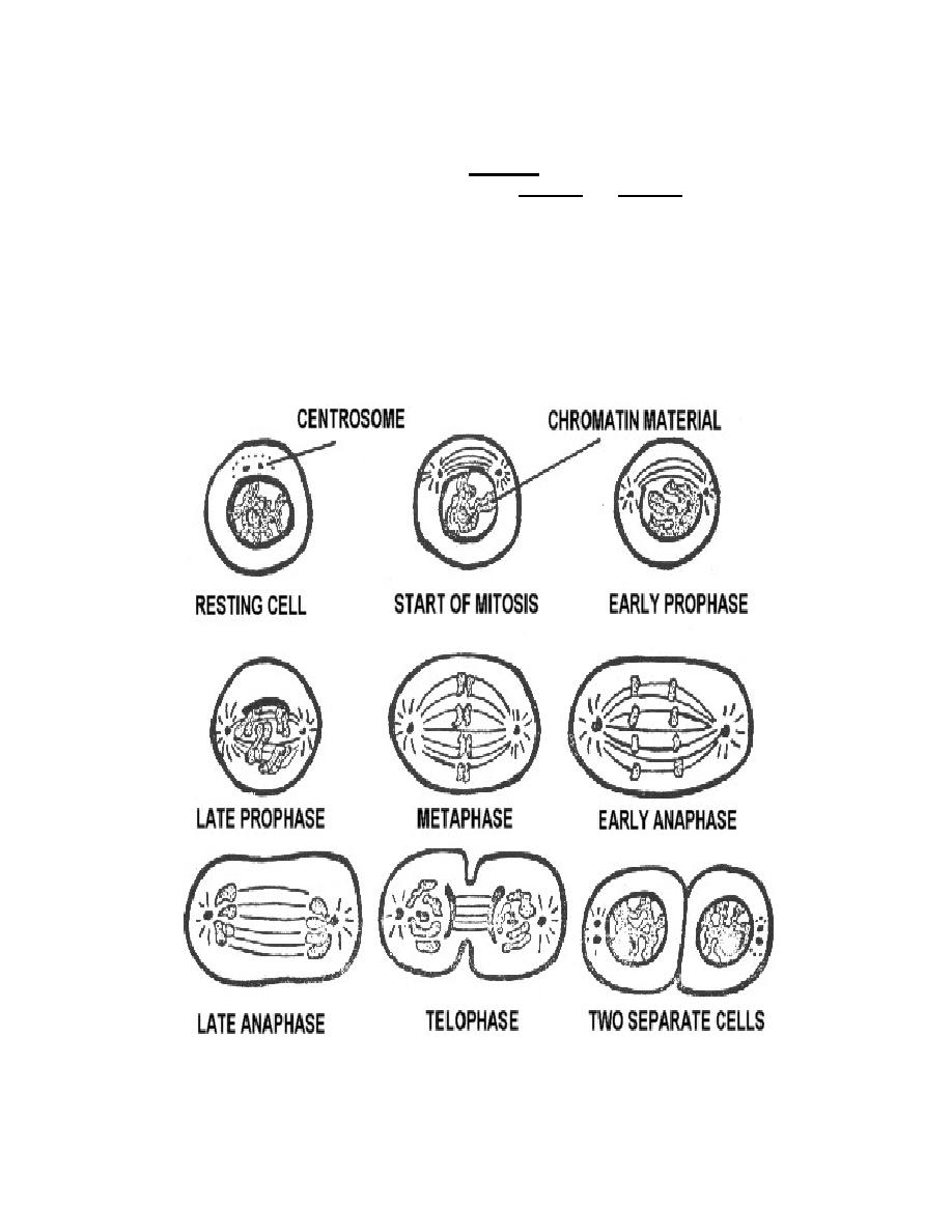 Cell Division Mitosis And Meiosis