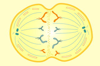 Cell Division Mitosis And Meiosis