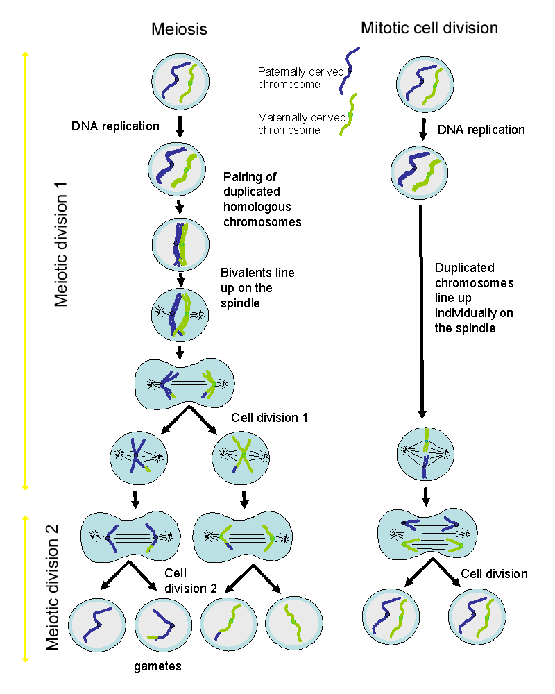 Cell Division Mitosis And Meiosis