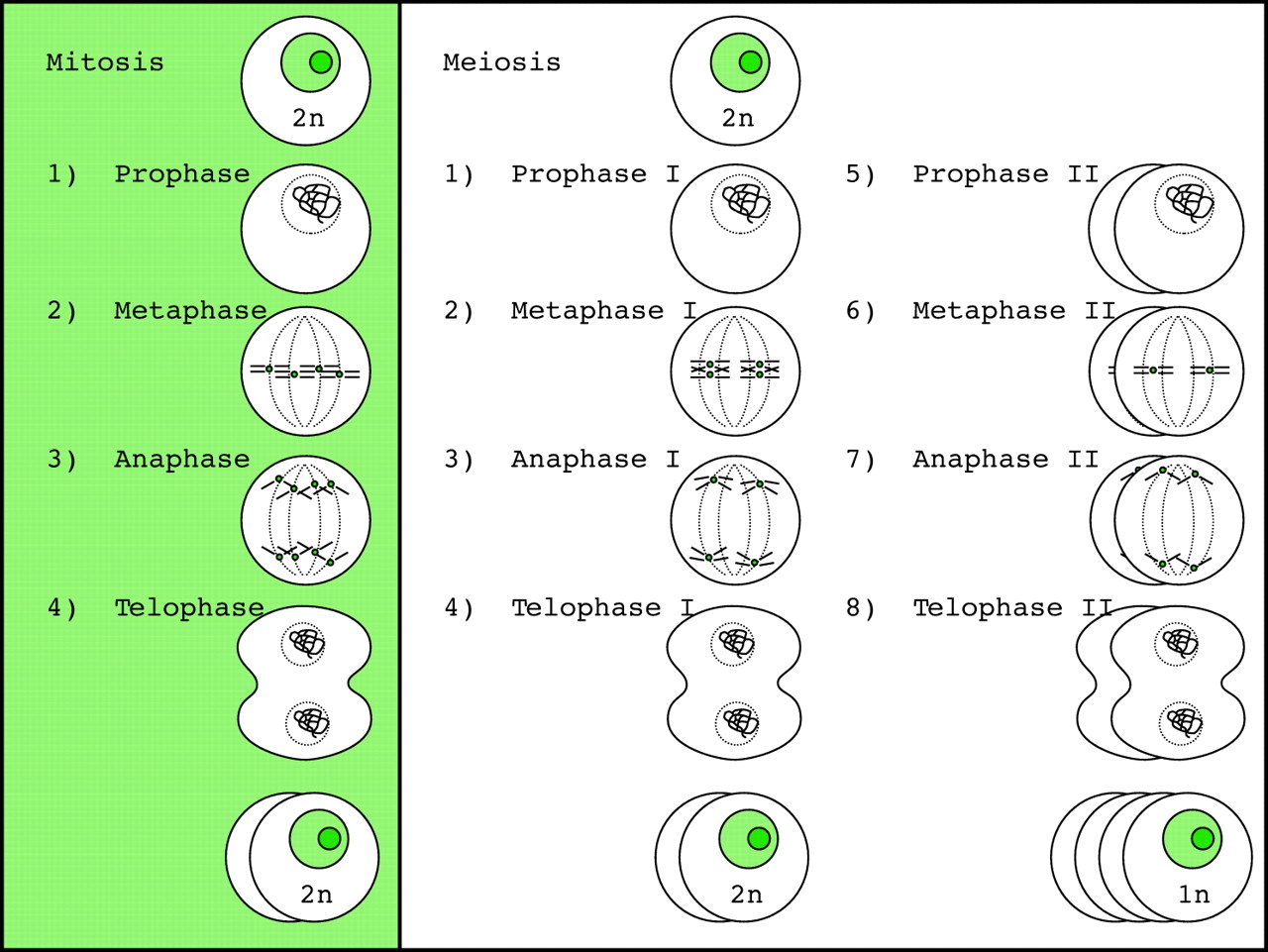 Cell Division Mitosis And Meiosis