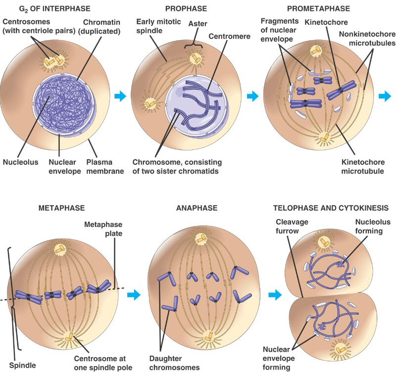 Cell Division Mitosis And Meiosis