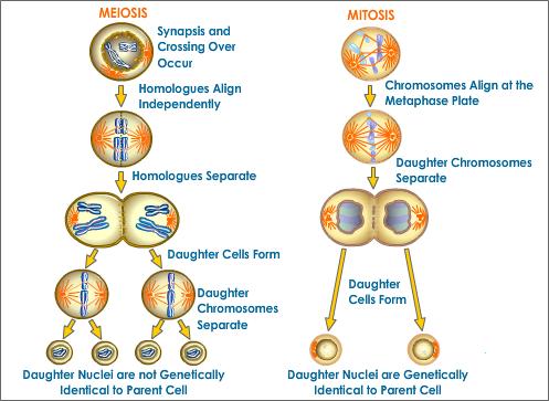 Cell Division Mitosis And Meiosis Notes