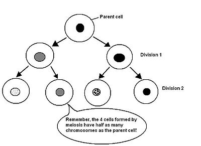 Cell Division Mitosis And Meiosis Pdf