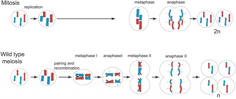 Cell Division Mitosis And Meiosis Pdf