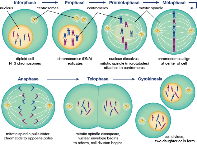 Cell Division Mitosis And Meiosis Video