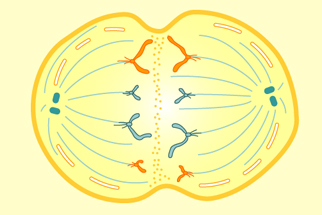 Cell Division Mitosis Animation