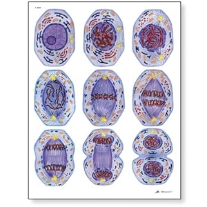 Cell Division Mitosis Song