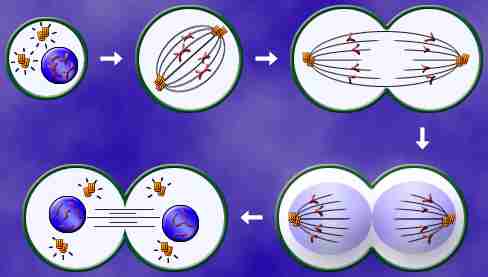 Cell Division Mitosis Song