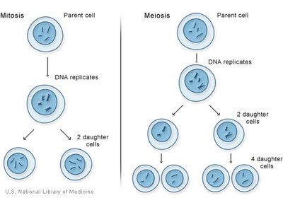 Cell Division Mitosis Song