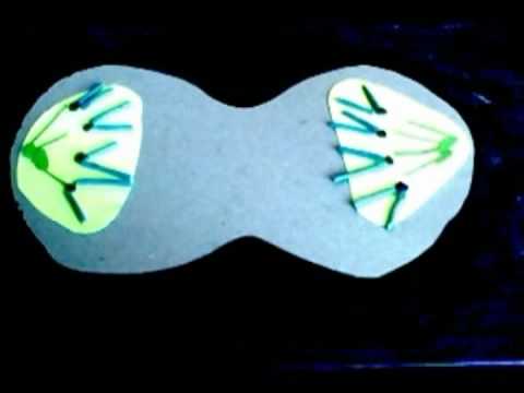 Cell Division Mitosis Video