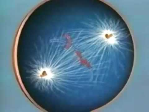 Cell Division Mitosis Video