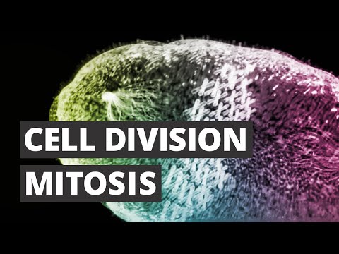 Cell Division Song Lyrics