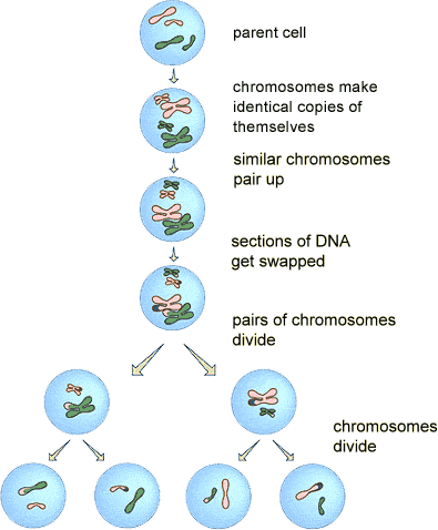 Cell Division Stages