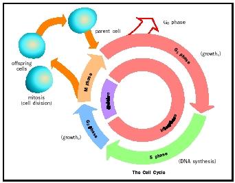 Cell Division Stages