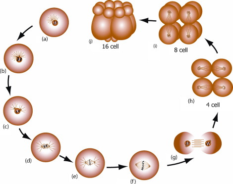 Cell Division Stages Ivf