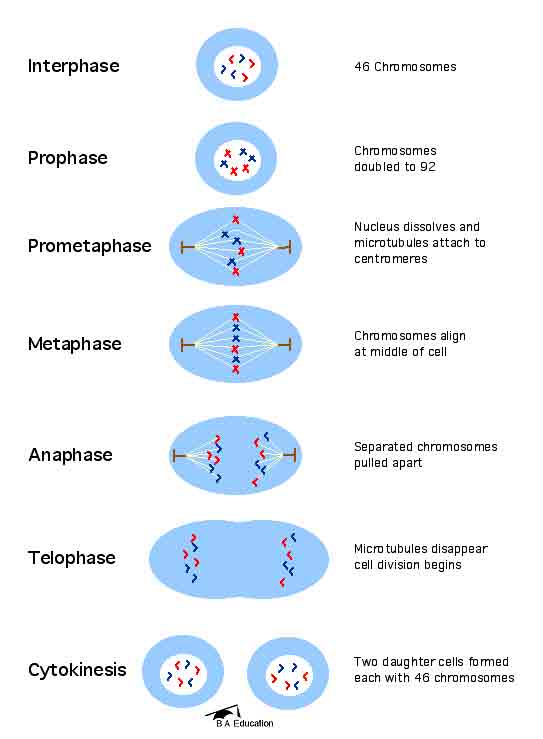 Cell Division Stages Video