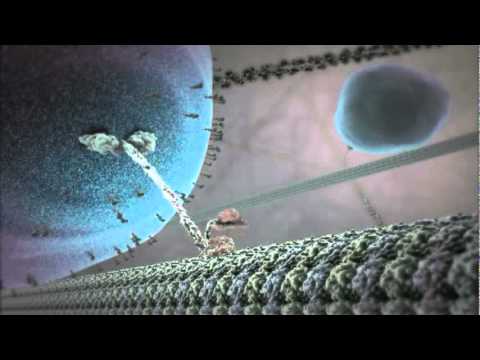 Cell Video Harvard The Inner Life Of The Cell