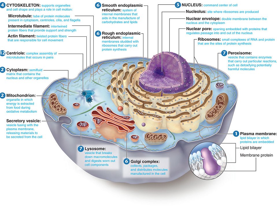 Cells Alive Animal Cell Model