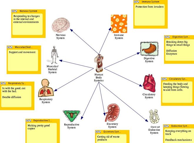 Cells And Tissues Of The Human Body