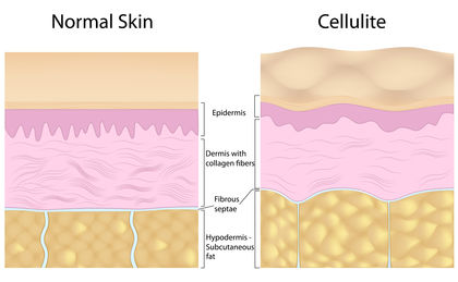 Cells And Tissues Of The Human Body