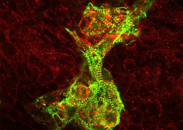 Cells And Tissues Of The Human Body