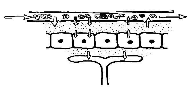 Cells And Tissues Worksheet Answers