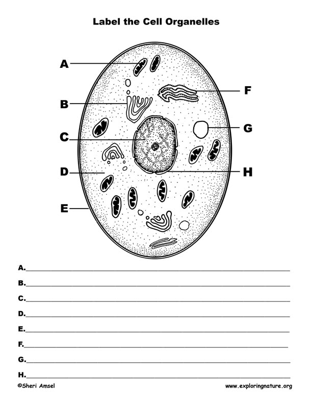 Cells Diagram Labeled