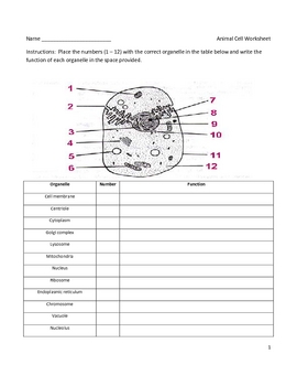 Cells Diagram Worksheet