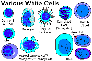 Cells Images