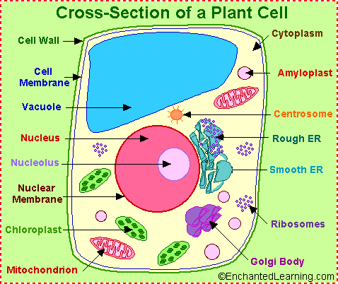 Cells Of Plants And Animals