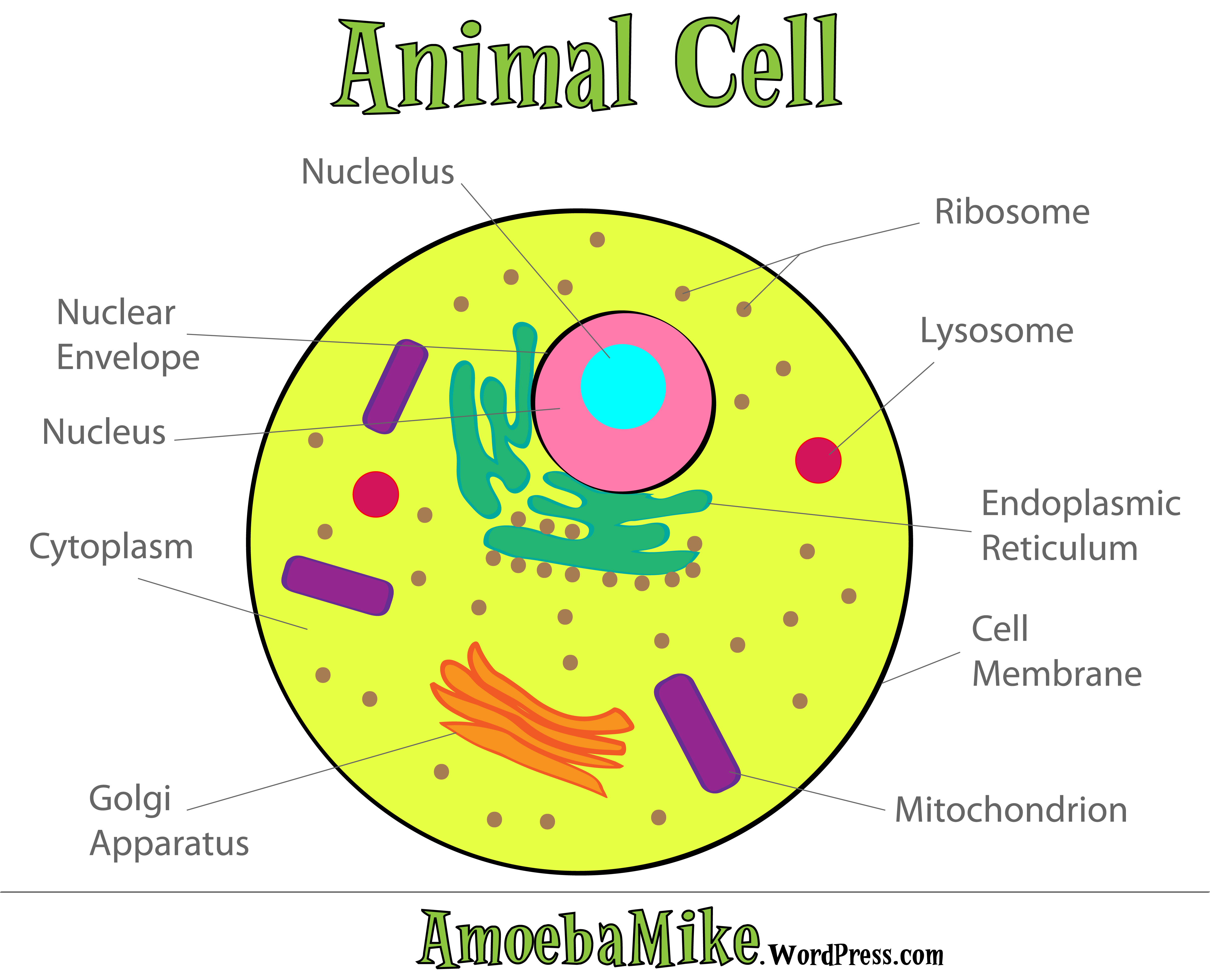 Cells Of Plants And Animals For Kids